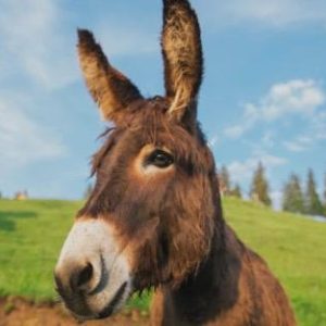 whatsapp image 2026 03 09 at 10.24.59